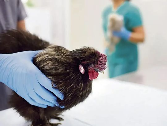 Uwaga mieszkańcy! Wojewoda wydała pilne rozporządzenie dotyczące większości gmin powiatu opolskiego Uwaga mieszkańcy! Wojewoda wydała pilne rozporządzenie dotyczące większości gmin powiatu opolskiego