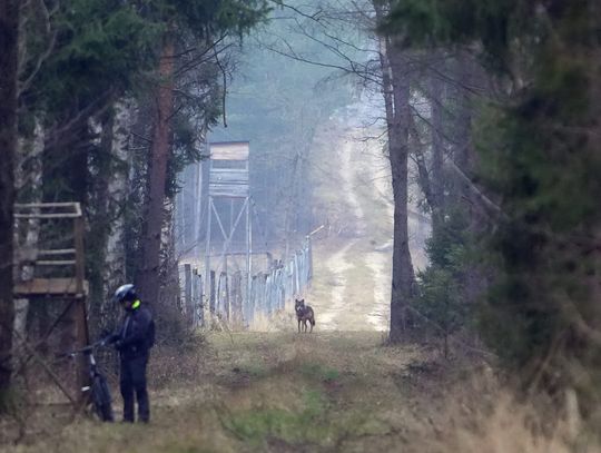 Wilki wkroczą do miasta?