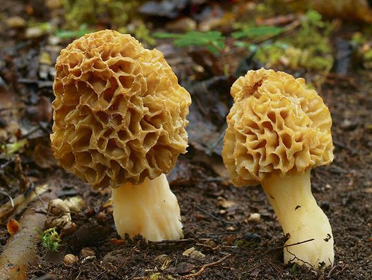Wiosenne grzyby już w lasach! Smardze, boczniaki i… groźne sobowtóry. Na co uważać?