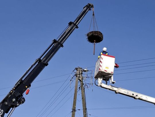 Zadbali o bocianie gniazda