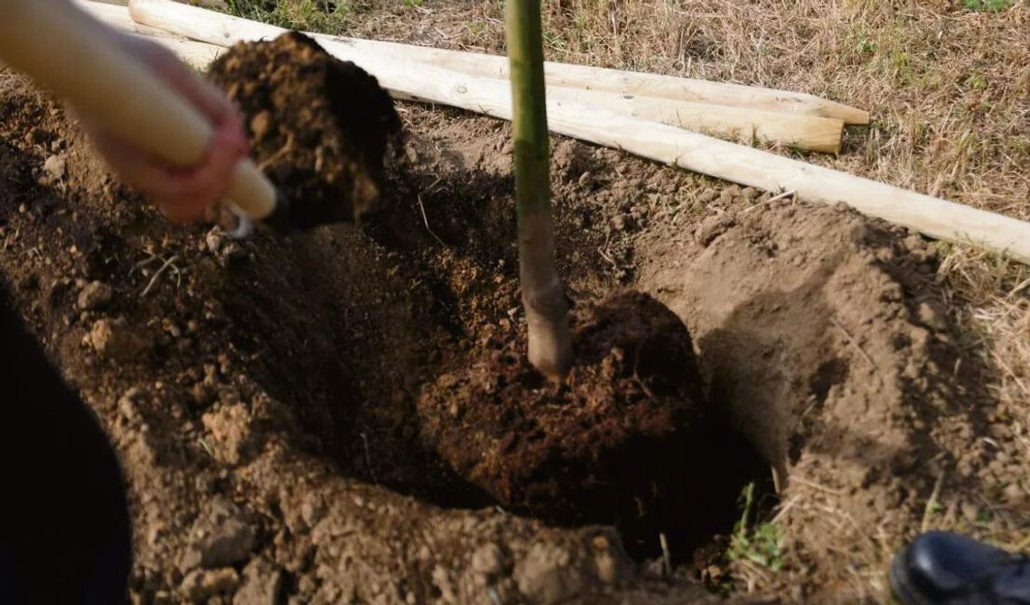 Pracownicy MZD sadzą nowe drzewa i krzewy w pasie drogowym w Opolu