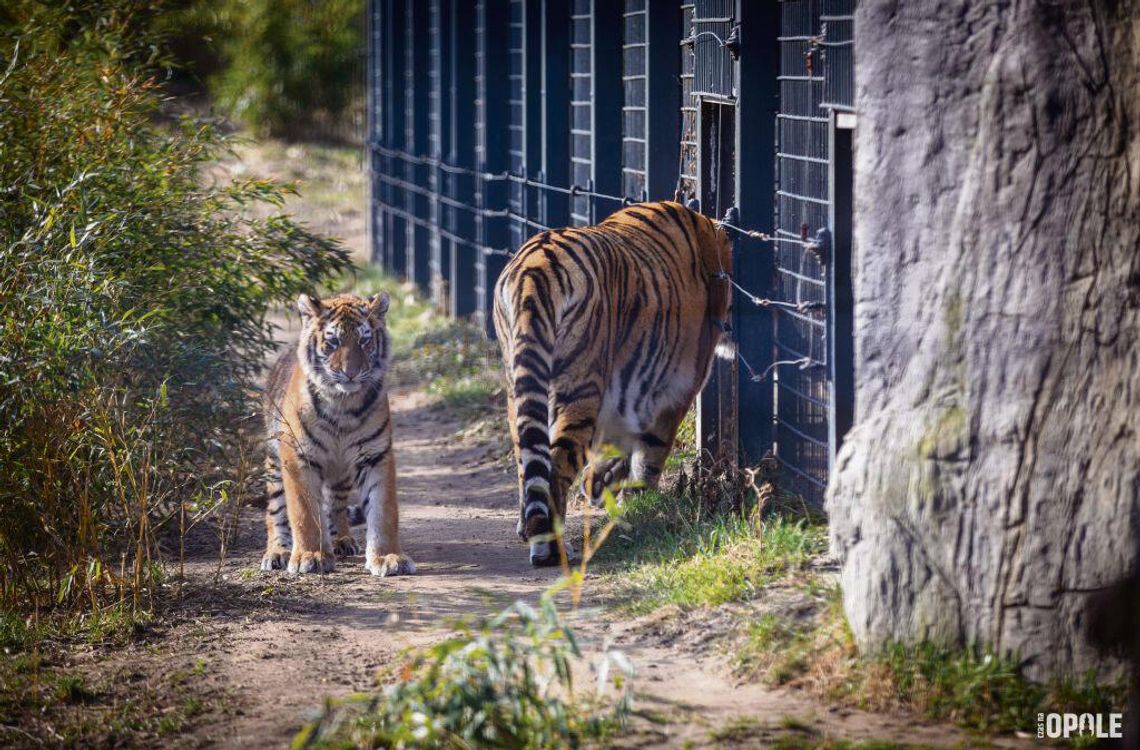 Amurki z opolskiego ZOO wkraczają w nowy etap. Tajga i Tundra odkrywają świat Amurki z opolskiego ZOO wkraczają w nowy etap. Tajga i Tundra odkrywają świat