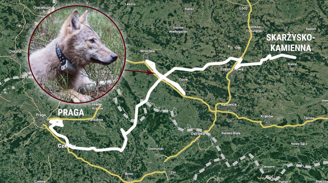 Autostrada A4 zatrzymała młodego wilka w poszukiwaniu partnerki