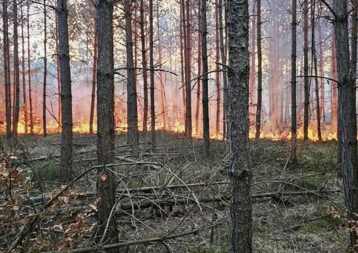 Sucha ściółka leśna w województwie opolskim objęta alertem RCB z powodu wysokiego zagrożenia pożarowego