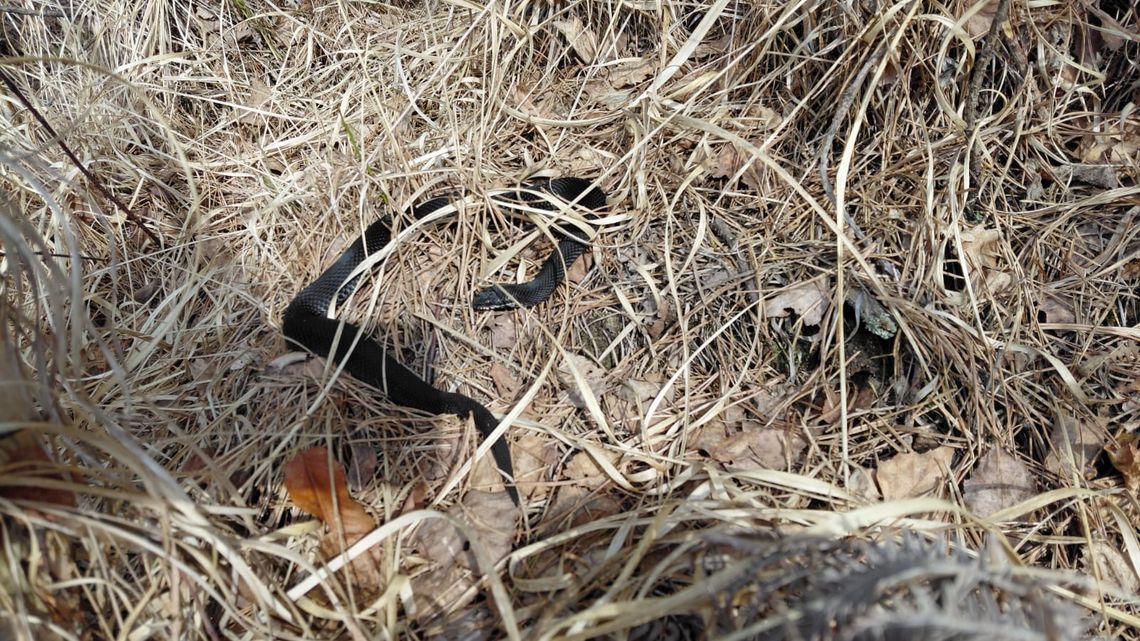 Czarna żmija w lesie pod Opolem. Niezwykłe spotkanie podleśniczego