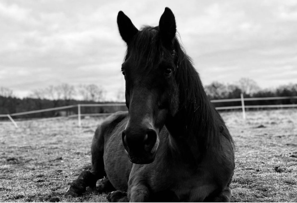 Dramat w znanej stajni – potem finansowy cios. Gospodarstwo z Karczowa na krawędzi