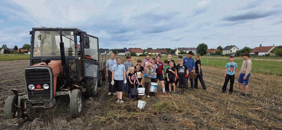 Dzieci ruszyły na wykopki, a wieczorem była muzyka i zabawa. Tak wyglądał Kartoffelfest w Krzyżowej Dolinie Dzieci podczas jesiennych wykopków ziemniaków w Krzyżowej Dolinie podczas Kartoffelfestu