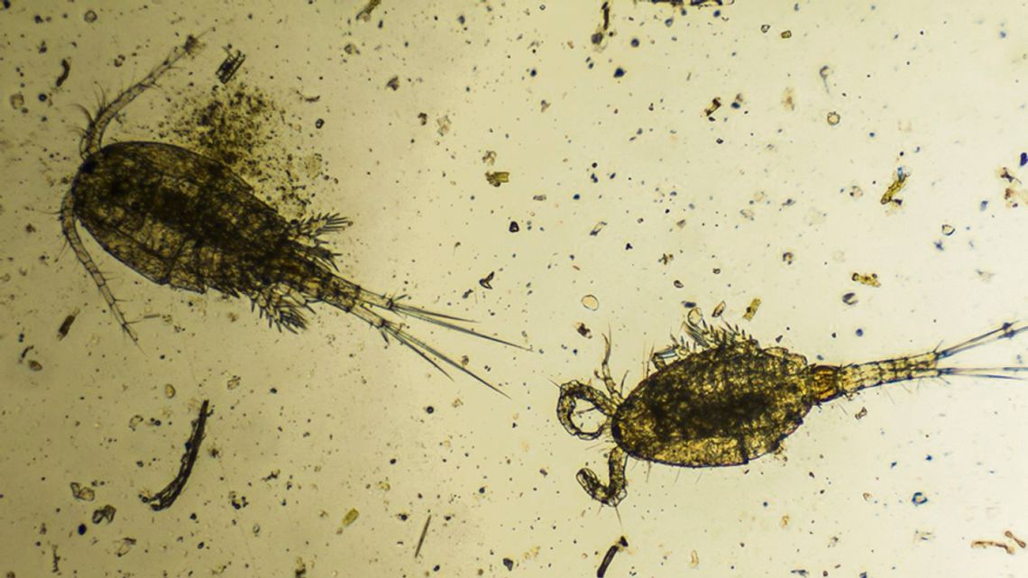 Fascynujące życie planktonu