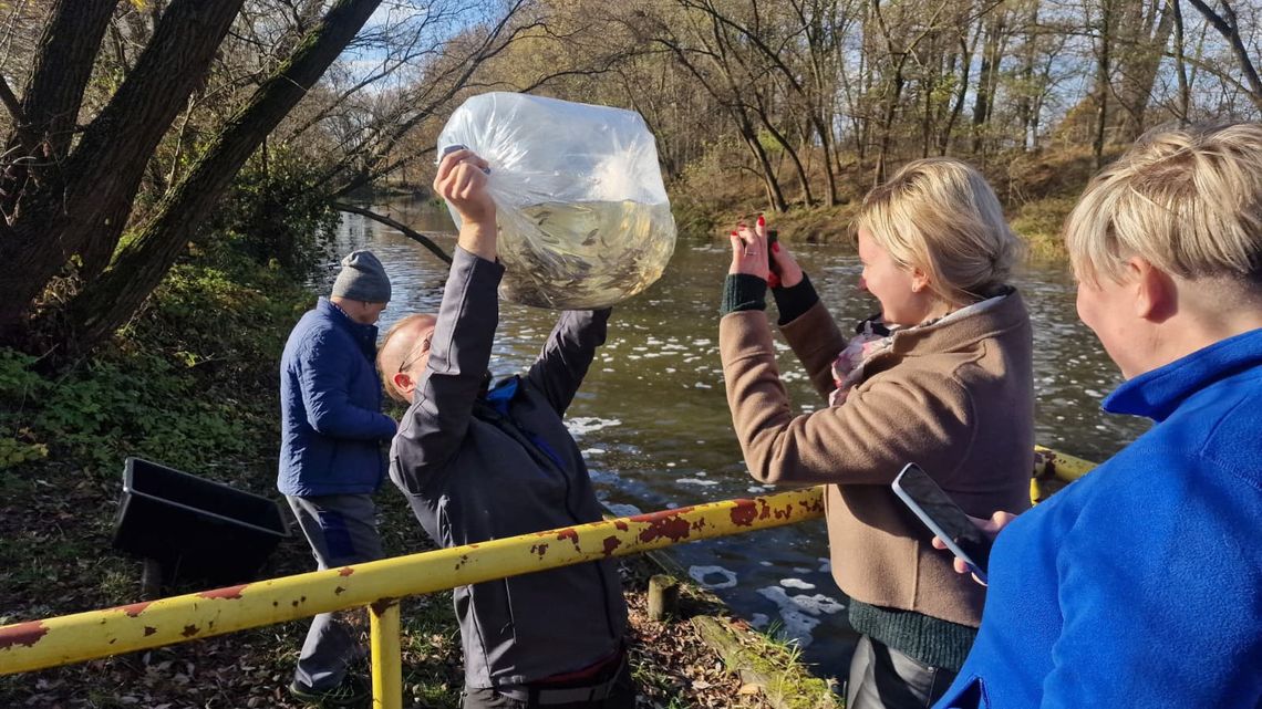 Koło PZW Jedlice zarybia Małą Panew