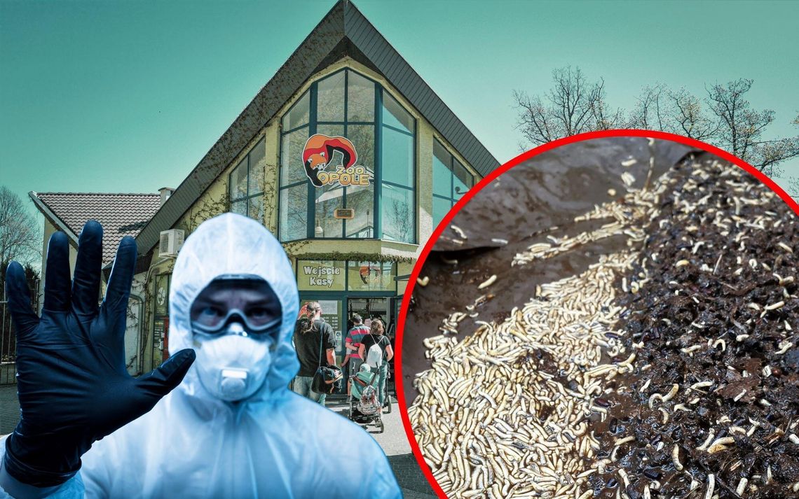 Makabryczne odkrycie w opolskim zoo. Zwierzęta gniły od lat