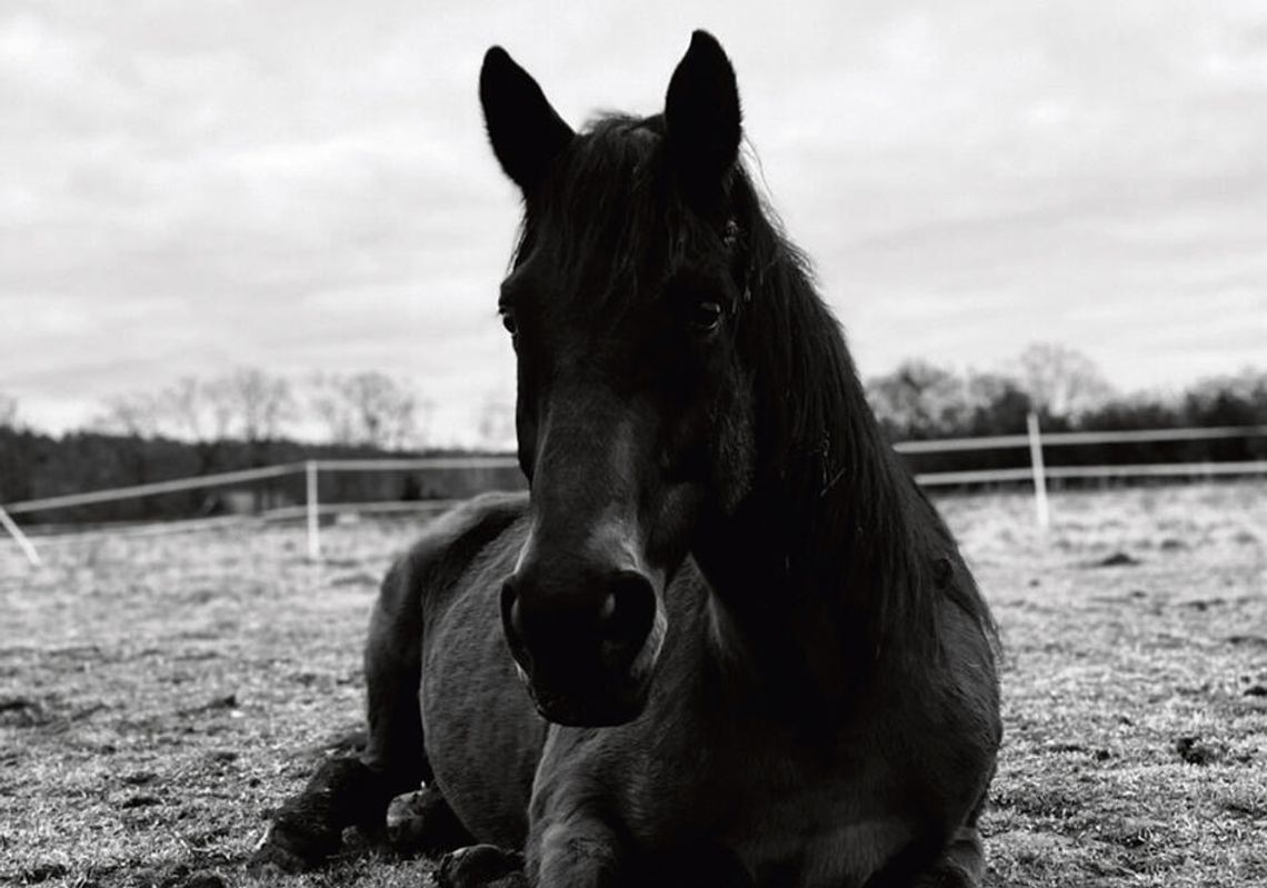 Najpierw śmierć konia, teraz widmo bankructwa Najpierw śmierć konia, teraz widmo bankructwa