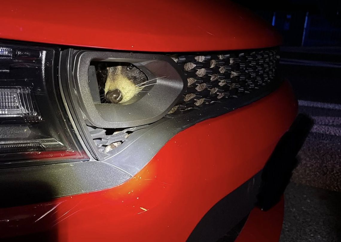 Niecodzienna interwencja strażaków. Dzikie zwierzę utknęło w zderzaku auta