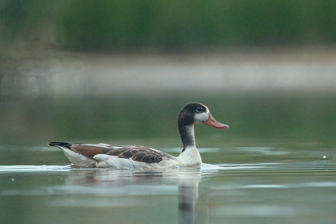 Niecodzienny gość w Borach Niemodlińskich. Na stawie pojawił się ohar Niecodzienny gość w Borach Niemodlińskich. Na stawie pojawił się ohar