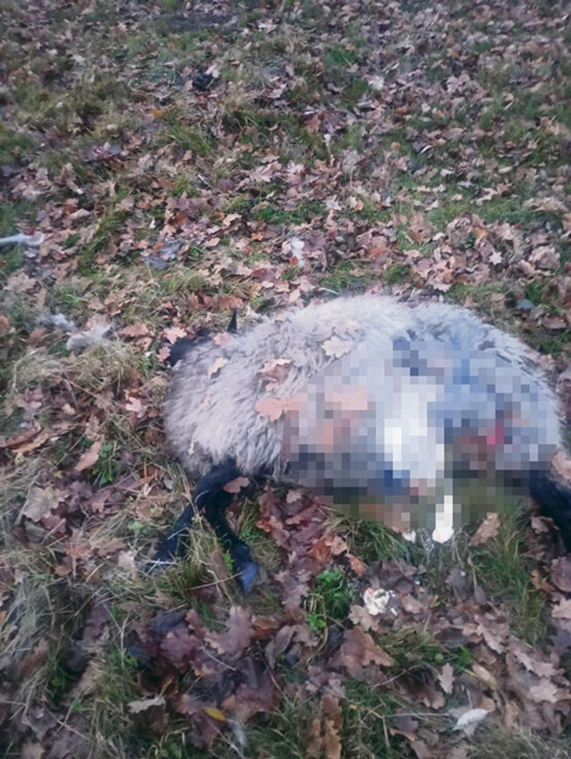 Niepokój w Przysieczy po ataku wilków