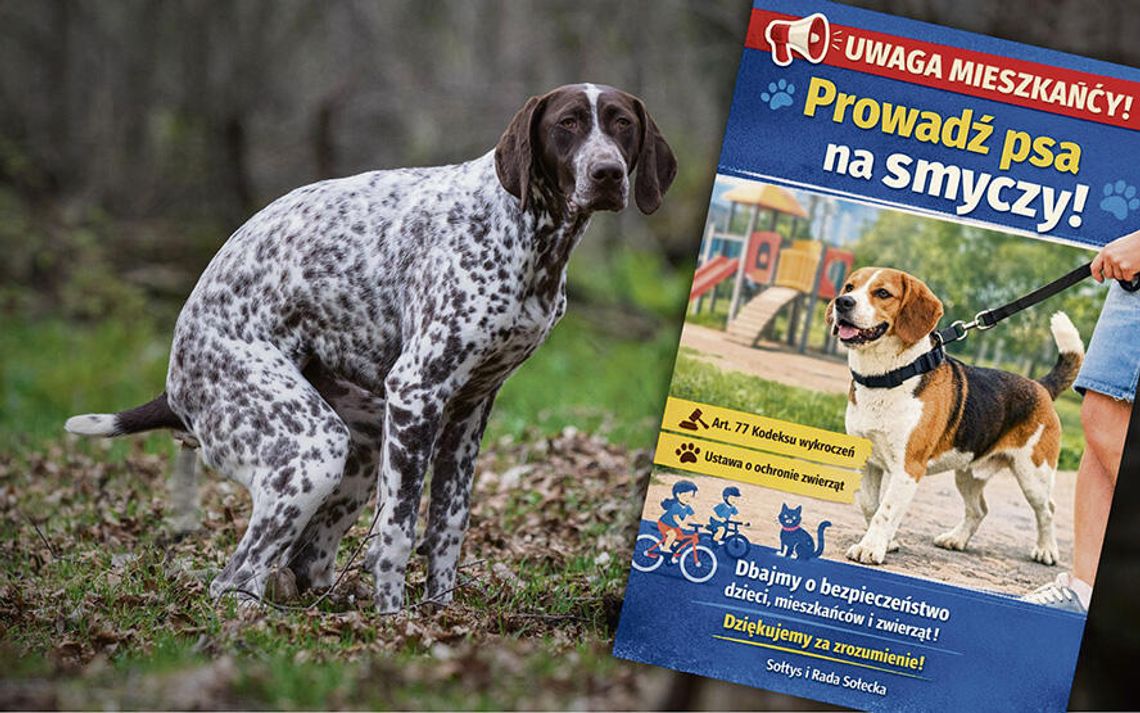 „Niespodzianki”  na trawnikach  i psy bez kontroli