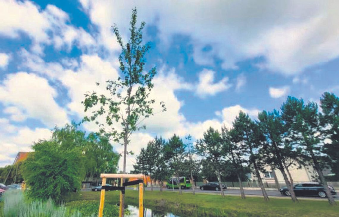 Nowe nasadzenia  w pasach drogowych Nowe nasadzenia  w pasach drogowych