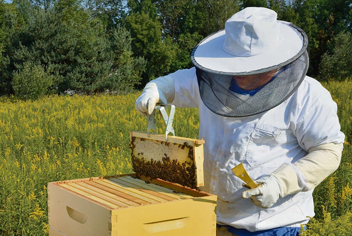 Nowe obowiązki dla posiadaczy uli Nowe obowiązki dla posiadaczy uli