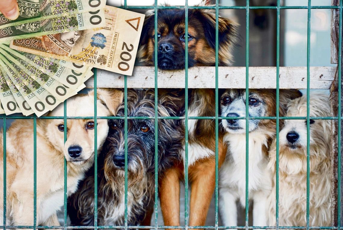 Pies w schronisku dla zwierząt w kontekście projektu nowych przepisów dotyczących odbierania psów po pogryzieniach