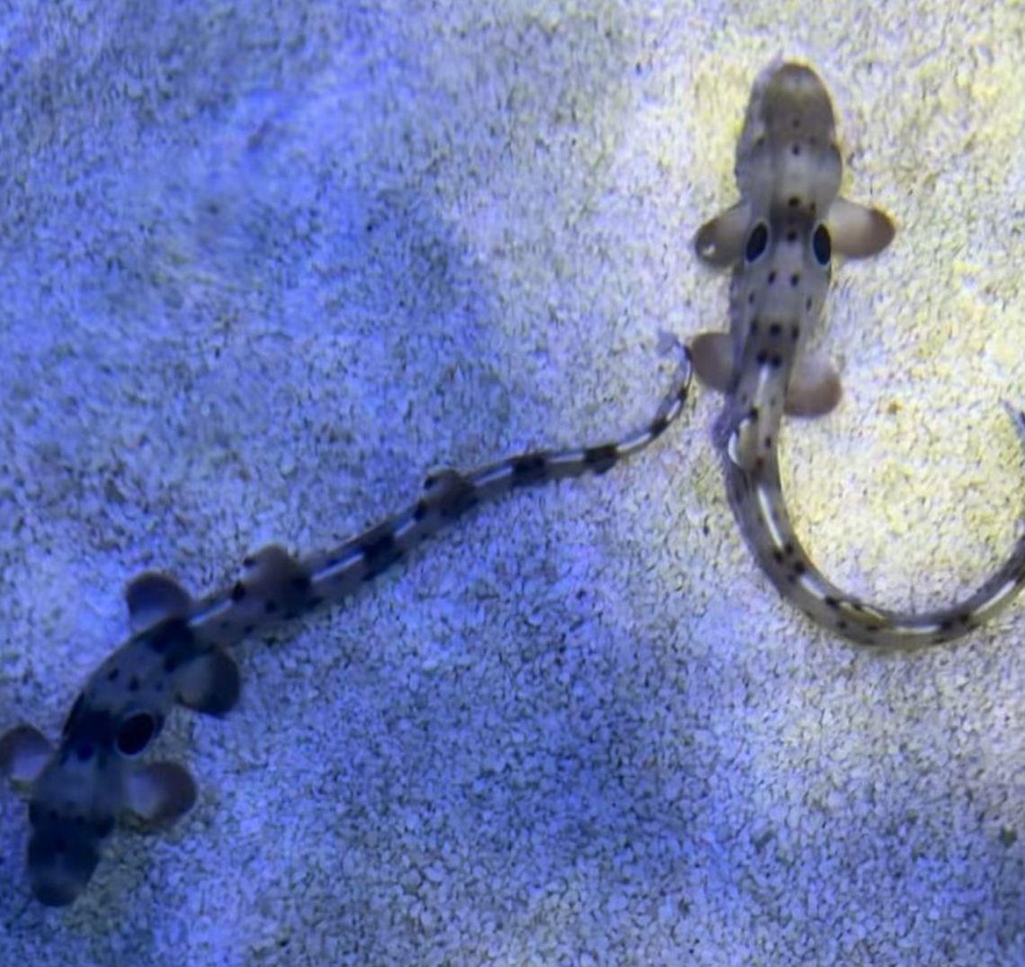 Nowi lokatorzy w opolskim zoo. Rekiny, które… potrafią "chodzić"