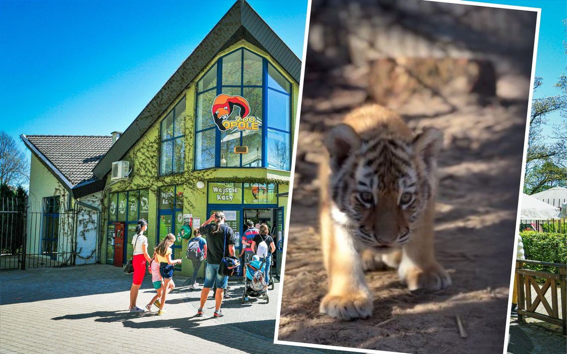 Mała tygrysica Amura z opolskiego zoo – smutna wiadomość o jej śmierci