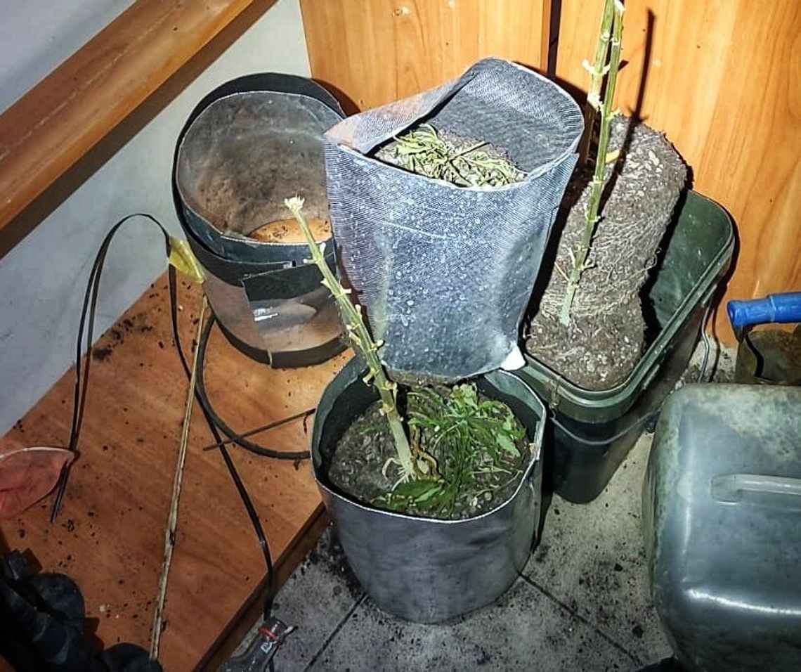 Ozimek: Lewy prąd i domowa plantacja. Podwójna wpadka 42-latka