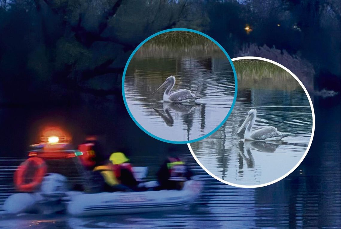 Strażacy na motorówce wyciągają pelikana dryfującego nocą na Odrze