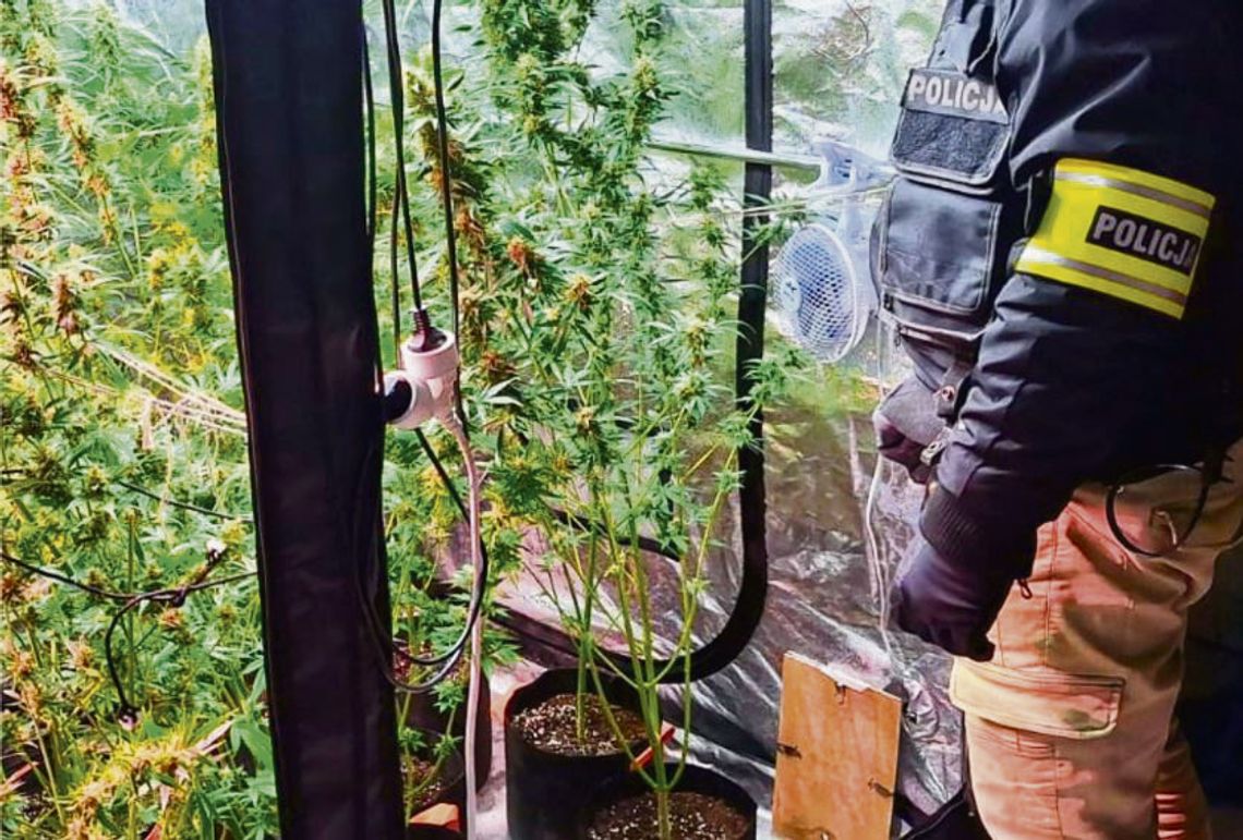 Plantatorzy  marihuany  w rękach policji