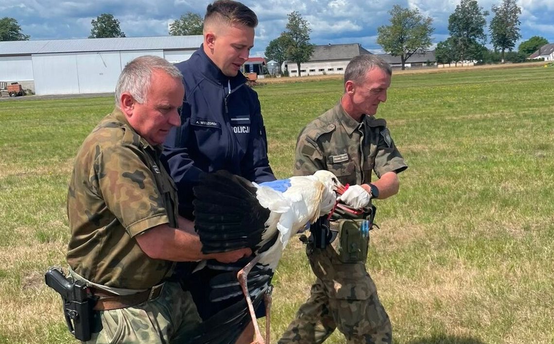 Potrącony i pozostawiony bez pomocy - bocian nie mógł odlecieć