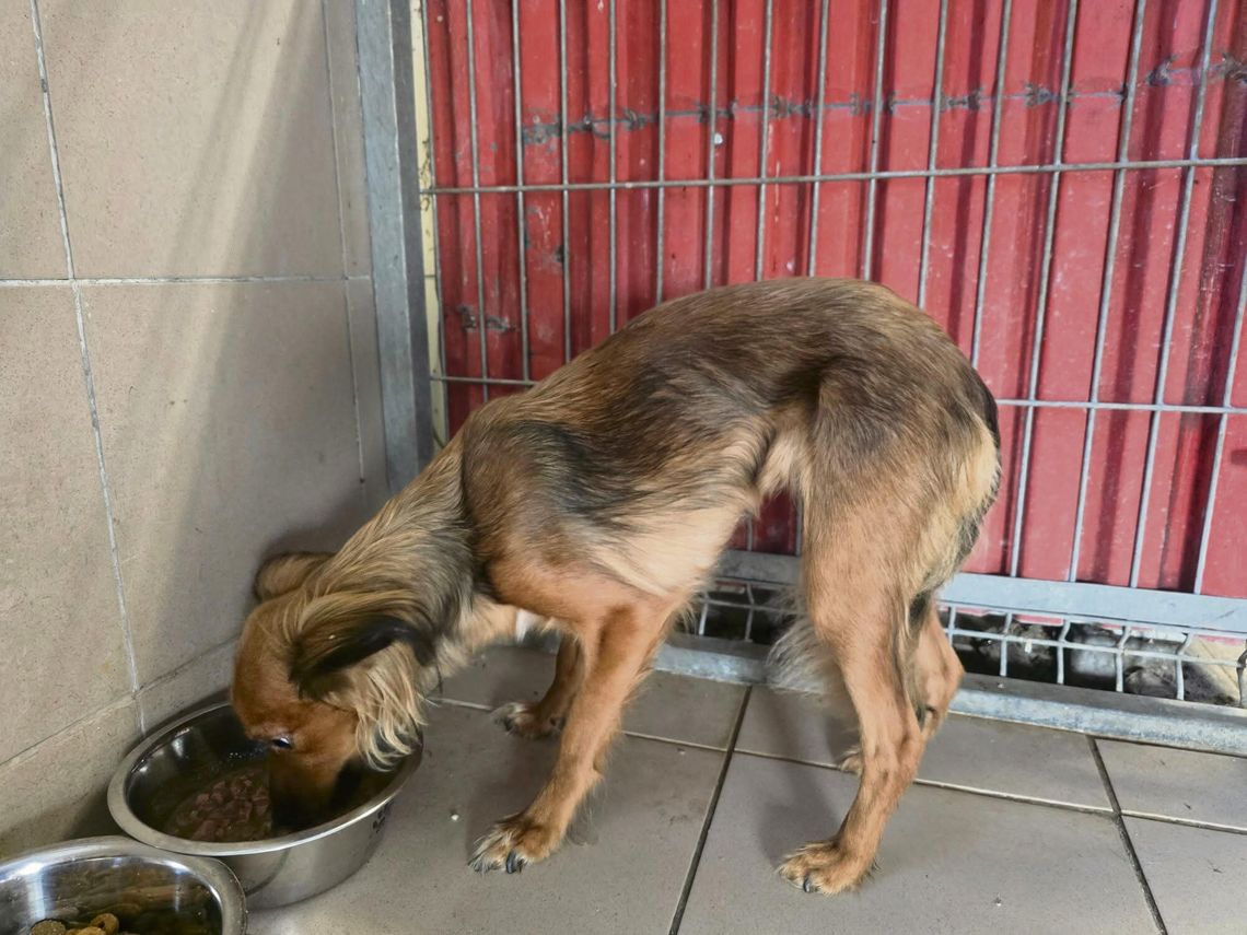Wychudzona suczka porzucona na terenie Schroniska dla Bezdomnych Zwierząt przy ulicy Torowej w Opolu szuka nowego domu.