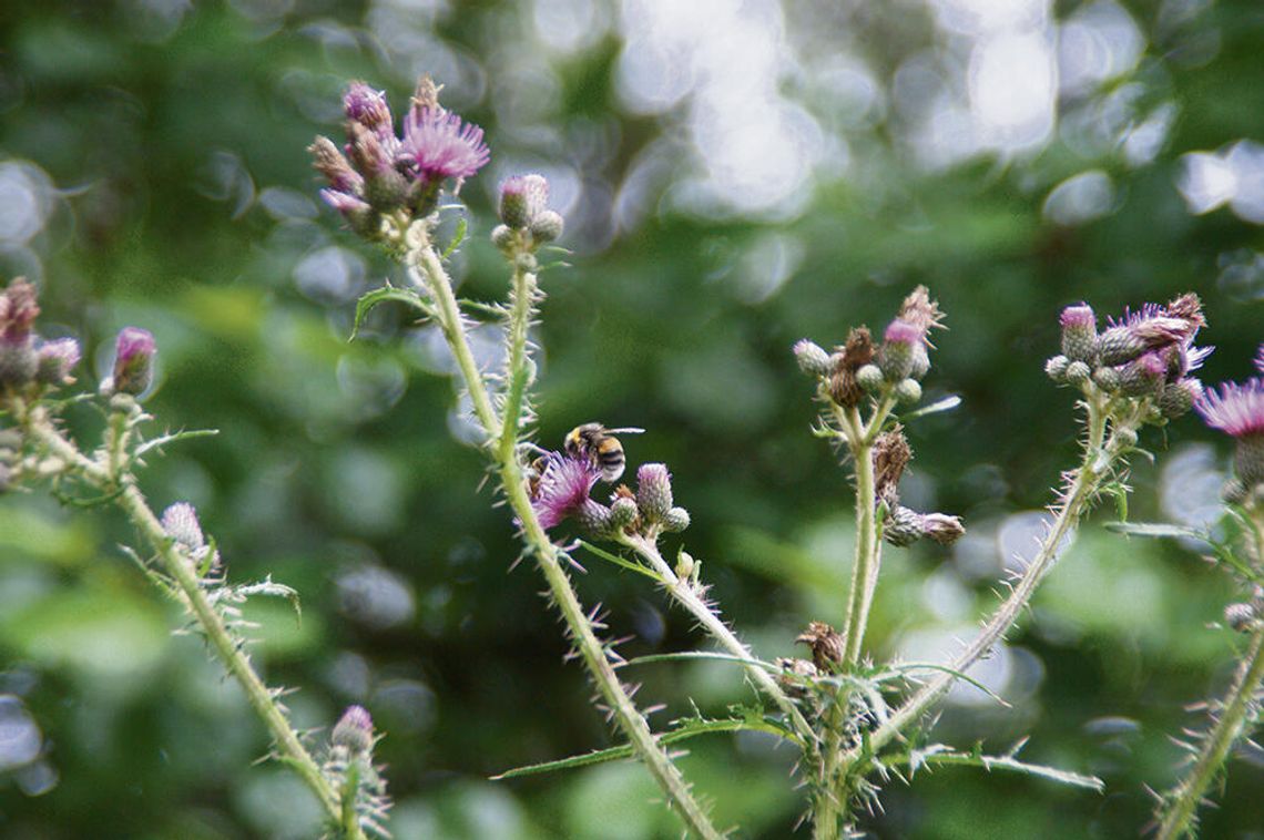 Przyroda najlepszym nauczycielem?