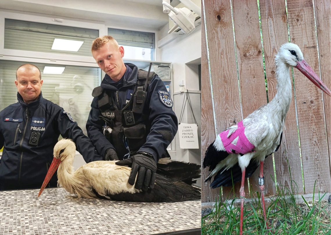 Policjanci z Ozimka transportują rannego bociana znalezionego na polu w Dańcu do ośrodka rehabilitacji dzikich zwierząt.