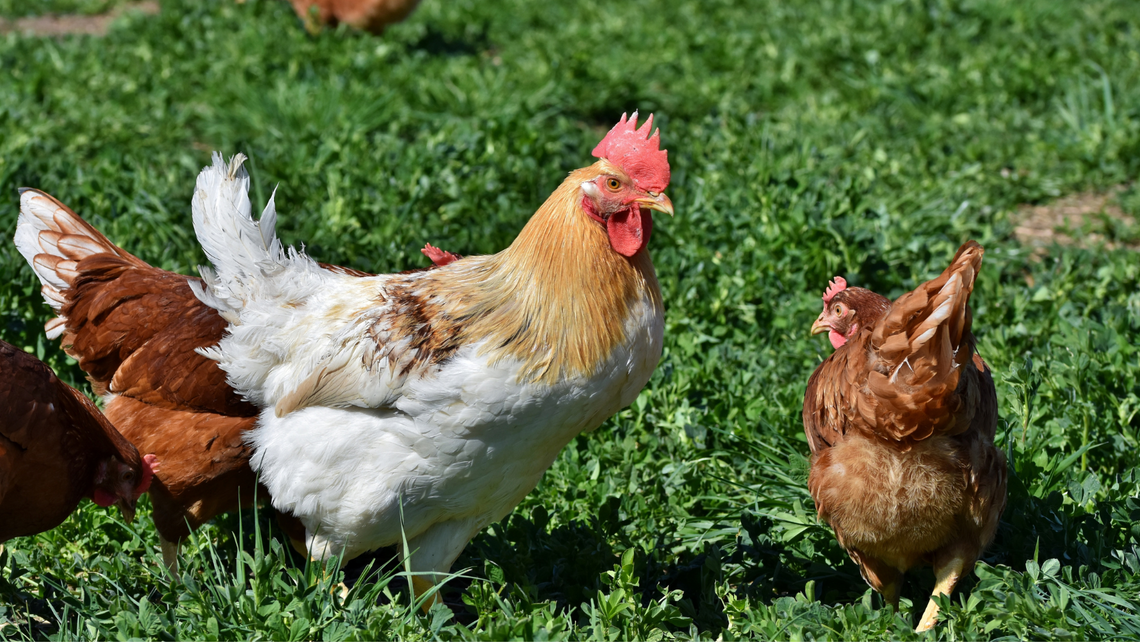 Rosół ocalony? Przydomowe kury bez rejestracji?