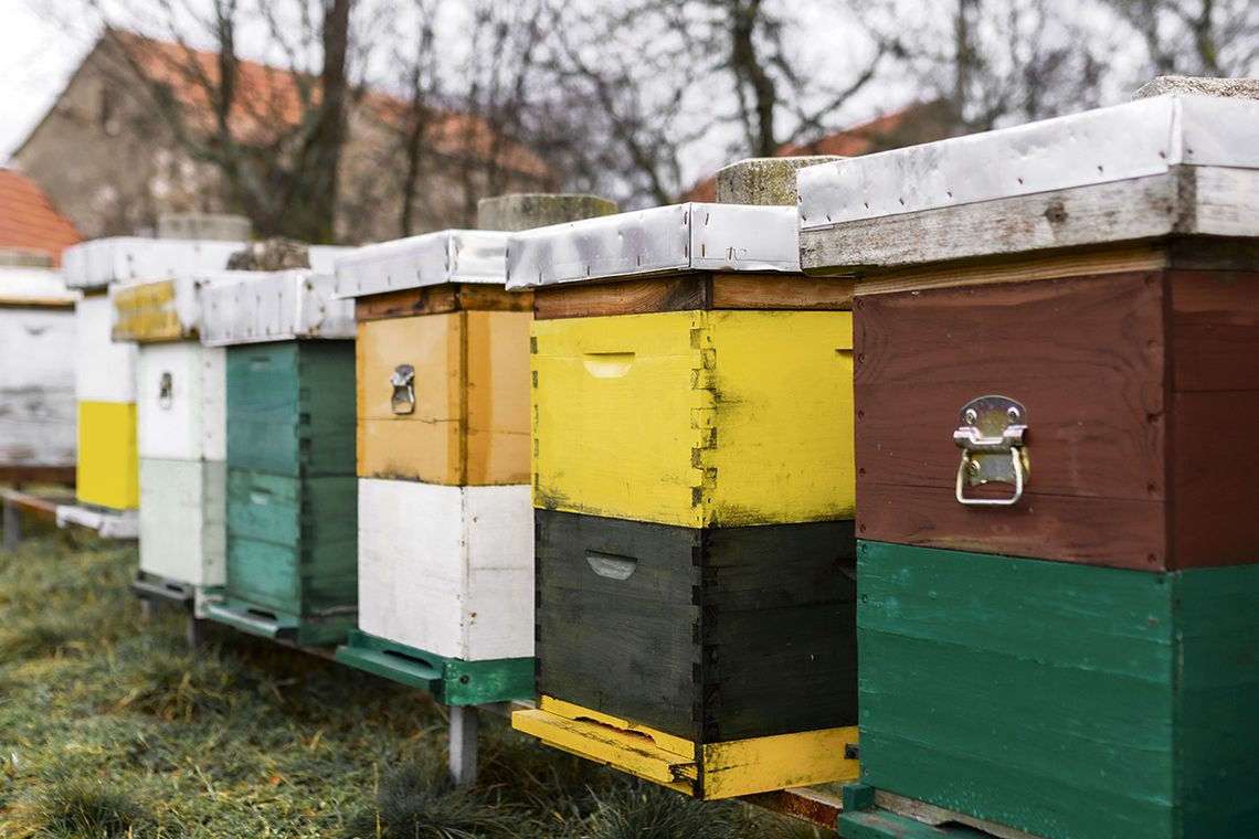 Rozrąbał ule siekierą