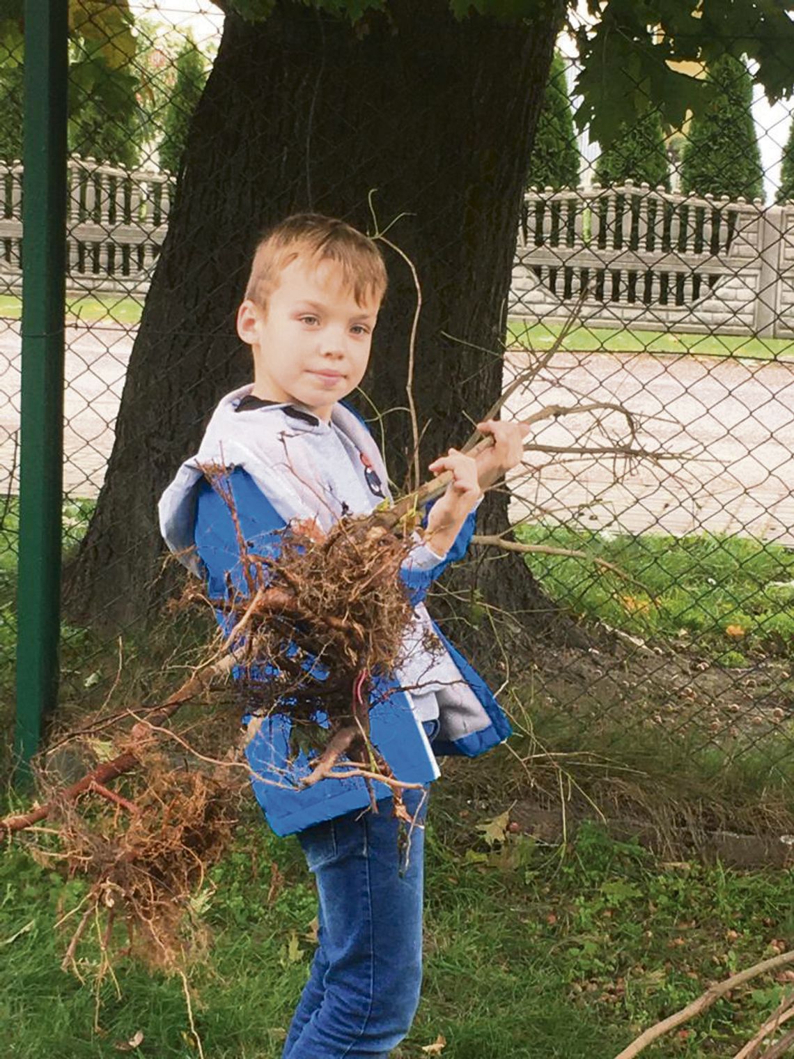 Sadzą drzewa