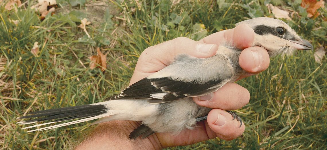Sensacja ornitologiczna przyleciała z Syberii?