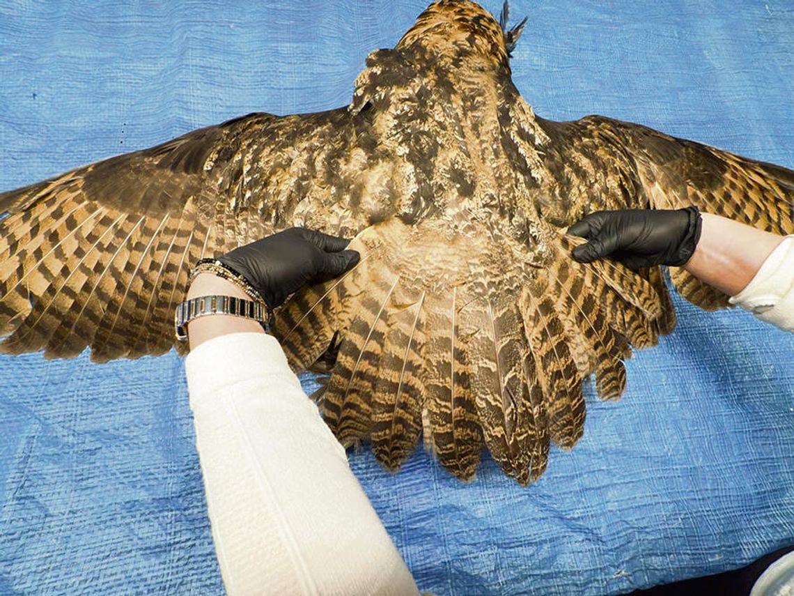 Sensacyjna obserwacja, smutny finał