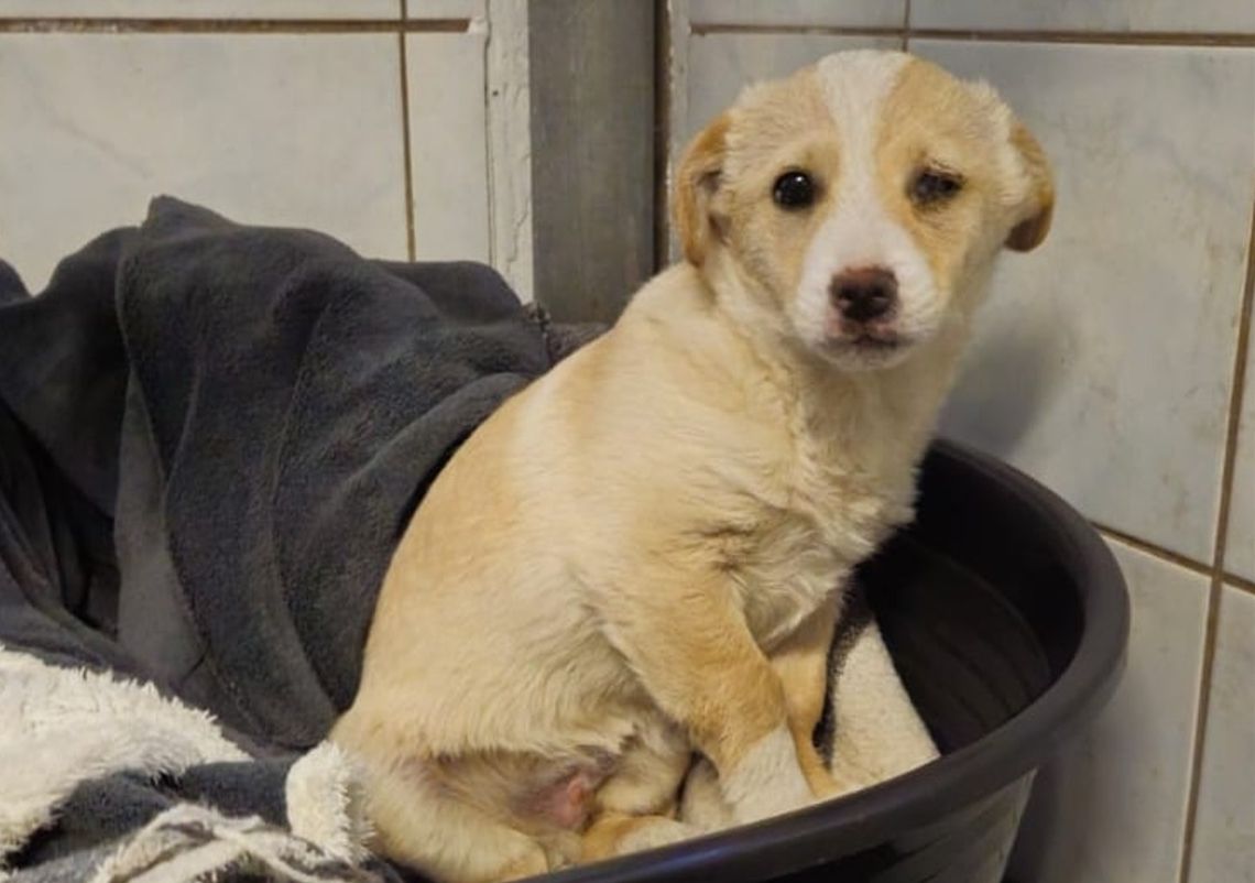 Szczeniak potraktowany jak śmieć Szczeniak potraktowany jak śmieć