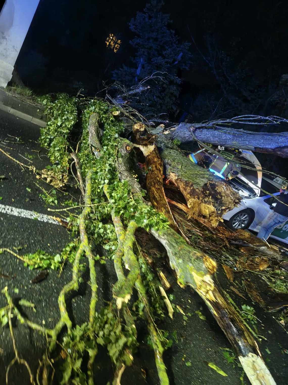 Taksówka uderzyła w powalone drzewo w Prószkowie! Droga była zablokowana Strażacy usuwający powalone drzewo z jezdni na ul. Pomologia w Prószkowie po uderzeniu samochodu.