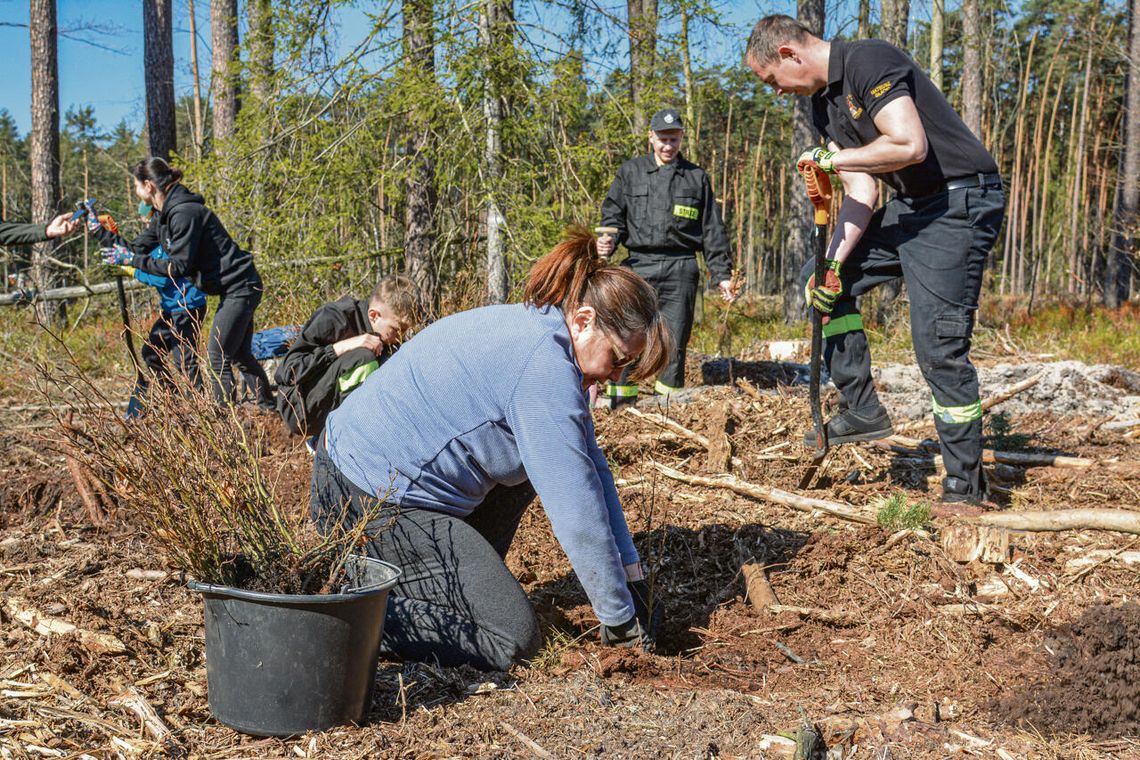 Uczestnicy akcji „Zielonym do Góry” sadzący młode buki w lesie w gminie Dąbrowa
