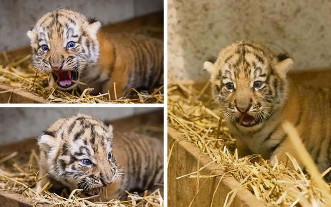 Tygryski z opolskiego zoo mają już imiona