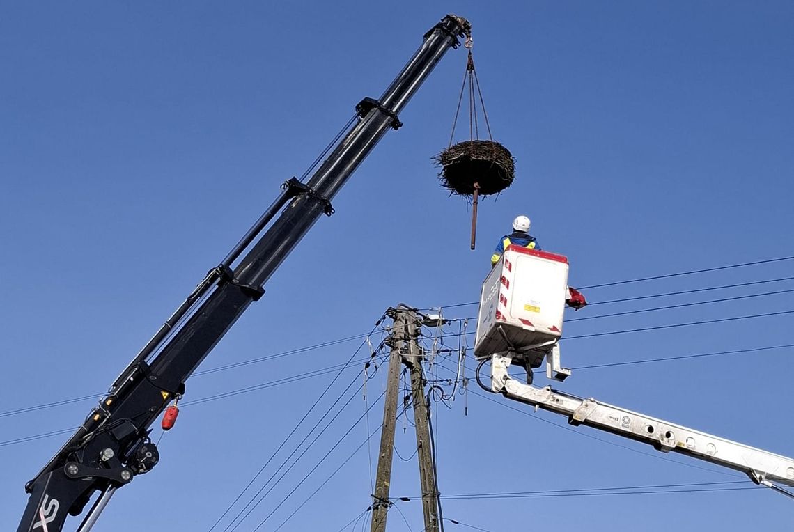 Zadbali o bocianie gniazda