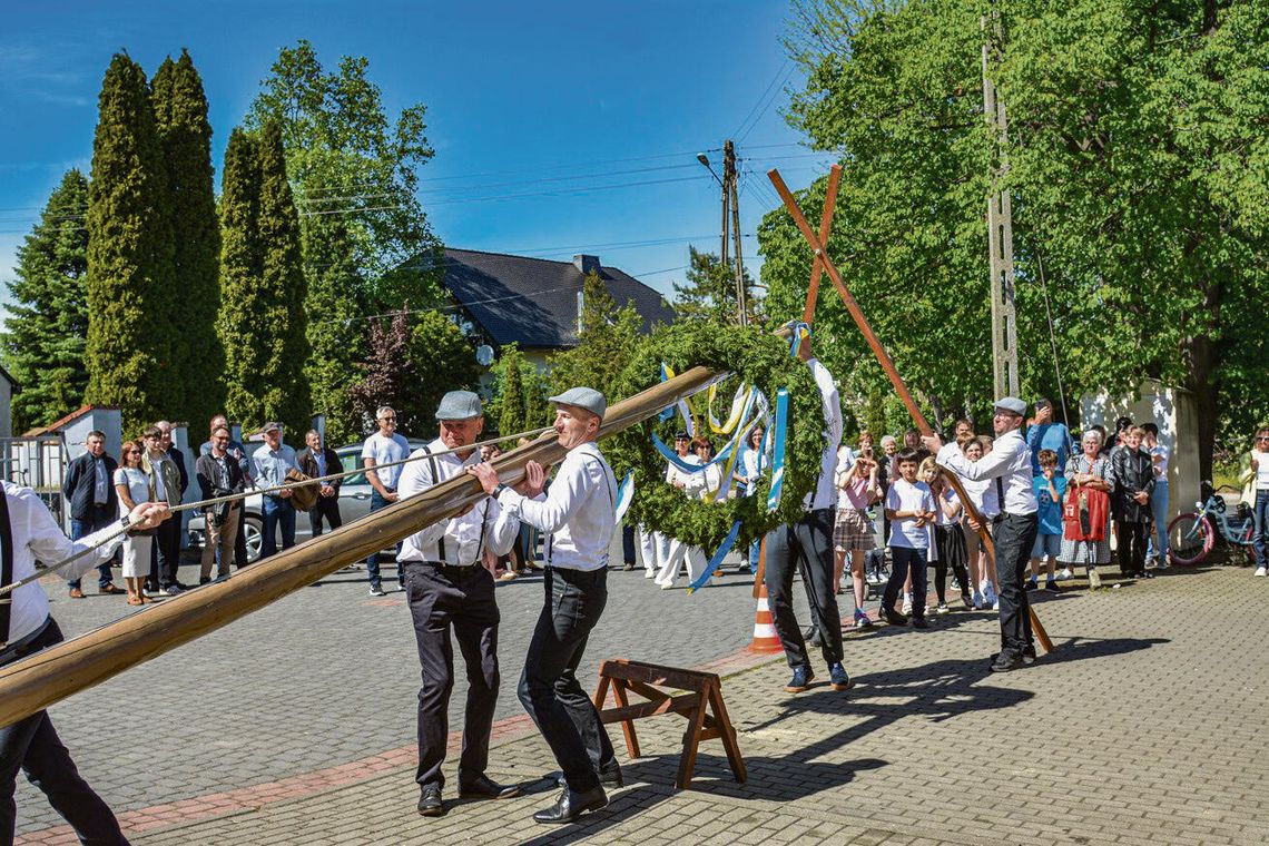 Uroczyste stawianie drzewka majowego podczas Maibaumfest w Żelaznej